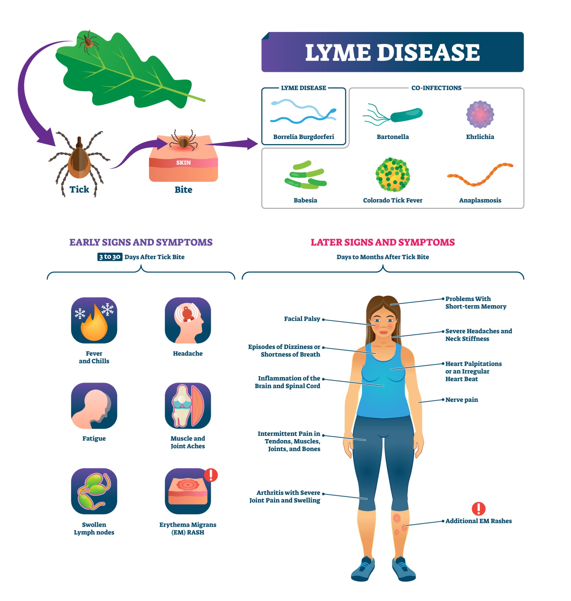 comment-traiter-et-pr-venir-la-maladie-de-lyme-esculape