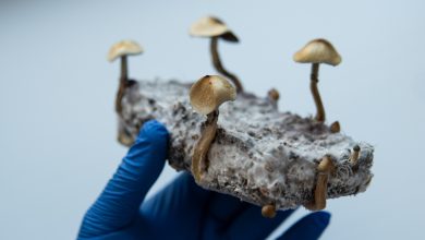 Des champignons psilocybine dans la main