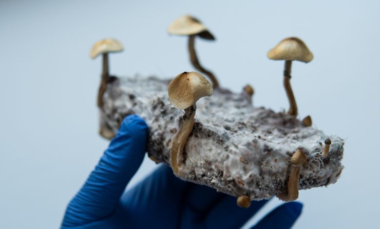 Des champignons psilocybine dans la main